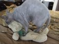 Hairless Blue Syphx Cat Kneading Stuffed Bear, soo cute!