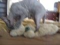 Hairless Blue Syphx Cat Kneading Stuffed Bear, soo cute!