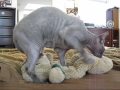 Hairless Blue Syphx Cat Kneading Stuffed Bear, soo cute!