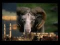 AHMAD ZAHIR ----- Quran poshto panahet