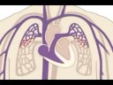 circulação do sangue - ciclo cardiaco