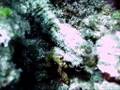 keramas17aug-sea_cucumber.ASF