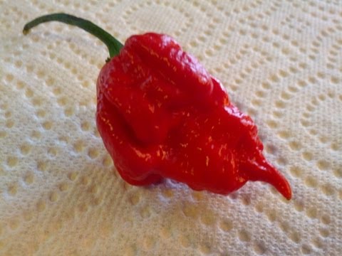 how to grow scorpion butch t peppers