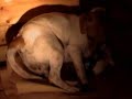 jack russell terrier birth  whelping 