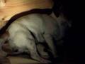 Jack Russell Terrier Birth (Whelping)