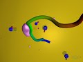 Protein Transport (Mitochondria)