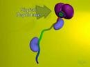 Protein Transport (Mitochondria)
