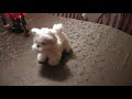 Christmas Westie Pup