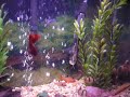 Proof that Angelfish can chill with Tiger Barbs