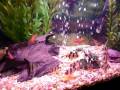 videos de Proof that Angelfish can chill with Tiger Barbs