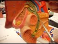 Digestive Lab - Pathway of Bile