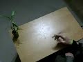 Spinz - Axis Spinz - Axis