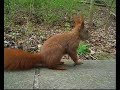 Eichhörnchen im Volkspark Friedrichshain (11.04.07)