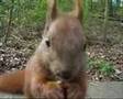 Eichhörnchen im Volkspark Friedrichshain (11.04.07)