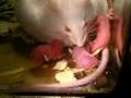 White mouse giving birth 