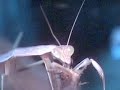 mantis kills cricket 2