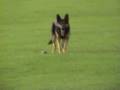 videos de K9 Xena scale jump and distance control