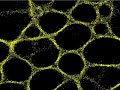 Emergence of dynamic structure