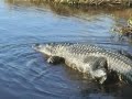 Florida: Airboat ride
