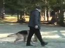 Precision Dogs Training System - Dale Stavroff and Pica Precision Dogs Training System - Dale Stavroff and Pica