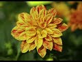 Rainald Grebe - Miriam / Blume aus Marzahn