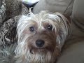 Puppers thanks you all for 300 Subscribers