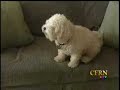 bark-busters-home-dog-training-edmonton.html