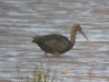 Glossy ibis = Druridge
