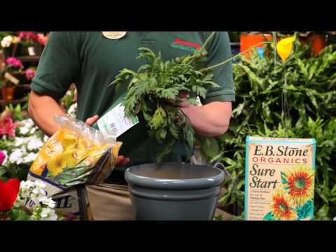 how to plant iceland poppies