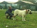 BOZ ÇOBAN KÖPE?? (?ENGE von BOZKENNEL) TANITIM VIDEOSU BOZ ÇOBAN KÖPE?? (?ENGE von BOZKENNEL) TANITIM VIDEOSU