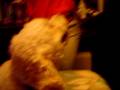 videos de chomper
