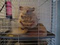 Sitting chinchilla Sitting chinchilla