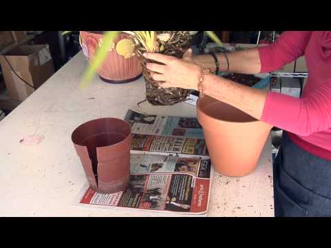 how to plant cymbidium