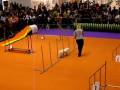 BUFFY en una Exhibicio d'Agility (12.10.08)