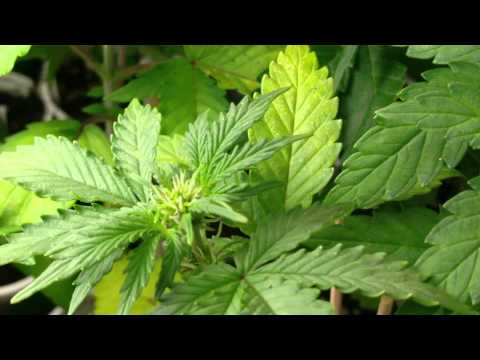 how to fertilize autoflowering cannabis