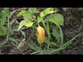 Permaculture Raingarden - Suburban Design Permaculture Raingarden - Suburban Design