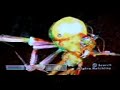 oblivion glitches