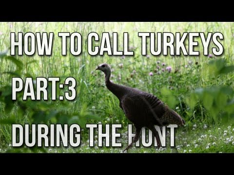 How To Call Turkeys Part 3: During the hunt - Turkey Hunting Tips