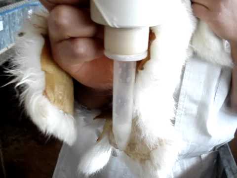 conejas