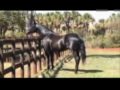 Alpha Aldeia da Pedra (Cavalo a Venda).wmv