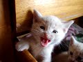 cats-kittens.html