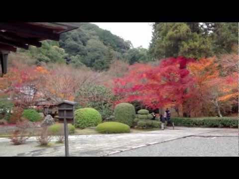 how to grow kyoto moss
