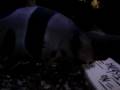 videos de Clown Loaches