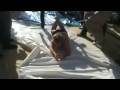 Wicked campervan video