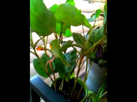how to replant prayer plant