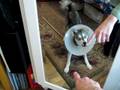 Oz (Alaskan Klee Kai) barking at himself in the mirror