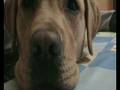 videos de el morruthor