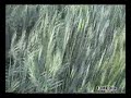 Man made crop circle milk hill part 1 filmed 7-6-2007
