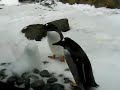 Gentoo Penguins Gentoo Penguins