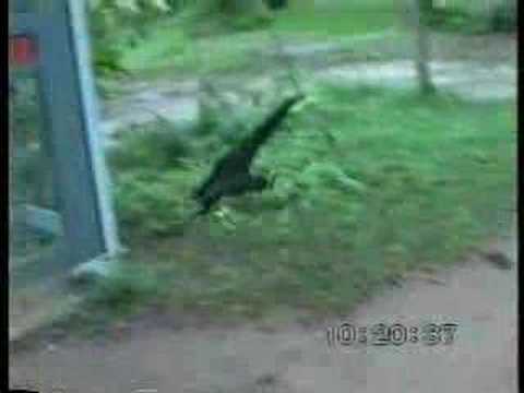 σκύλος - FunnyStuff.gr